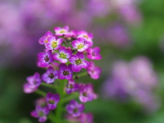 IMG_8474