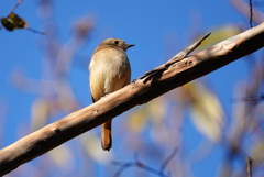 ジョウビタキ♀
