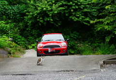 ネコと赤い車
