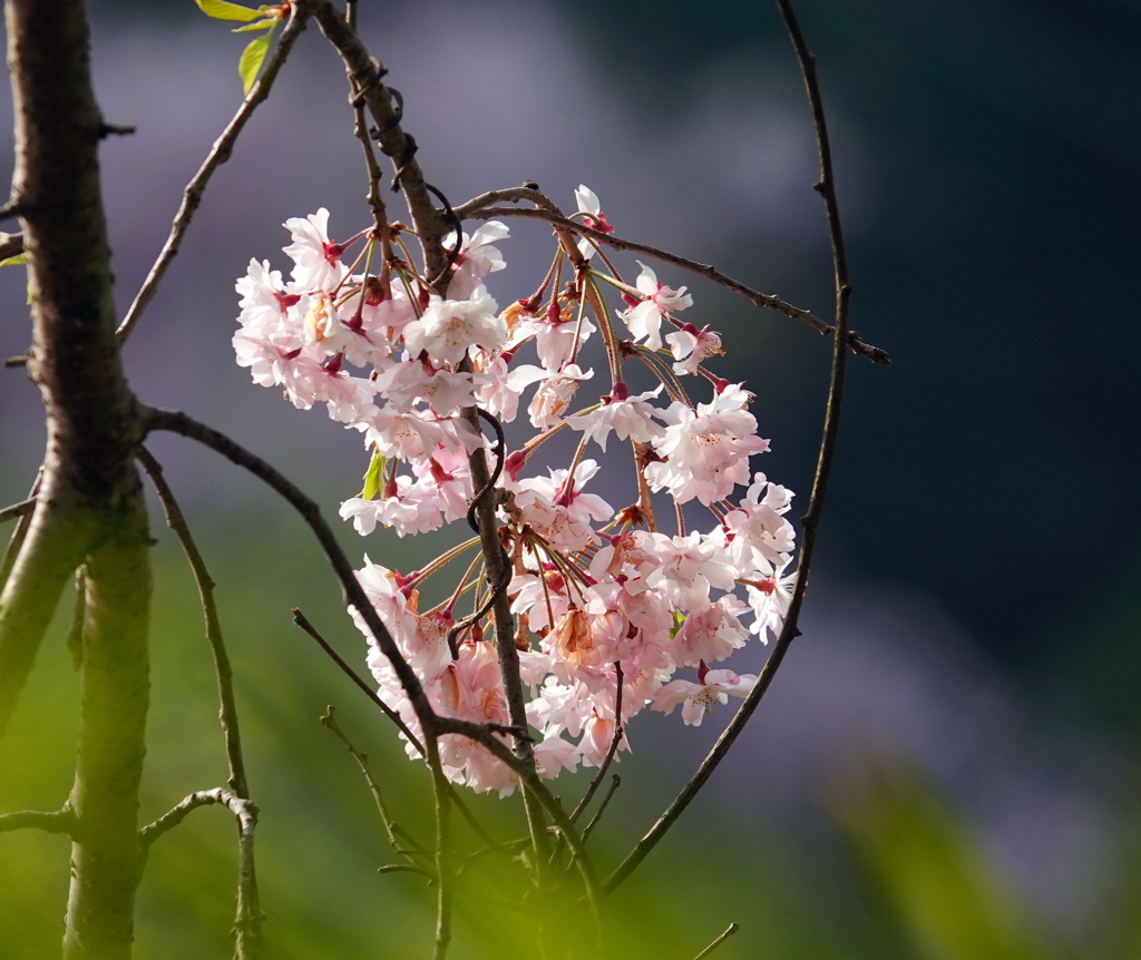 桜
