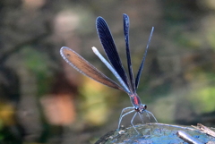 DSC08860