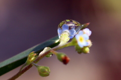 胡瓜草