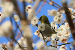 花に包まれ