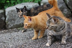 ノラ親子揃い踏み