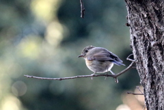 ルリビタキ♀