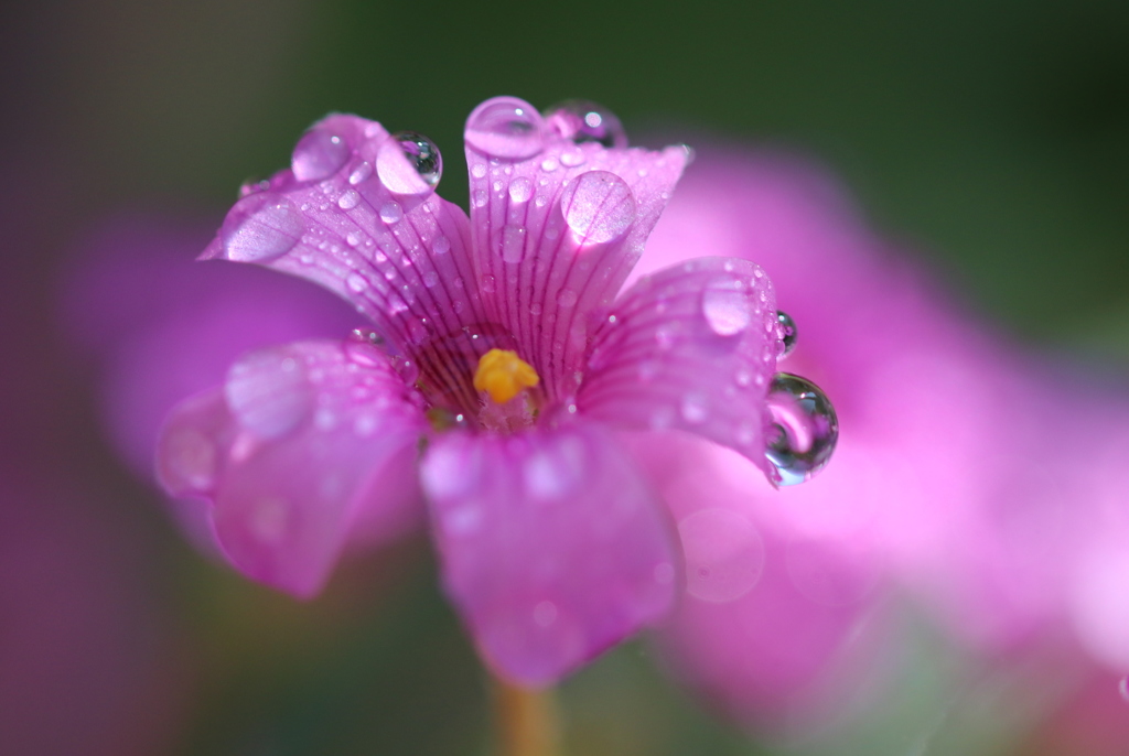 カタバミに・・・