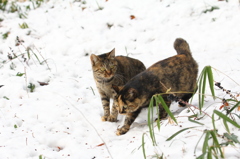 雪上サンポ