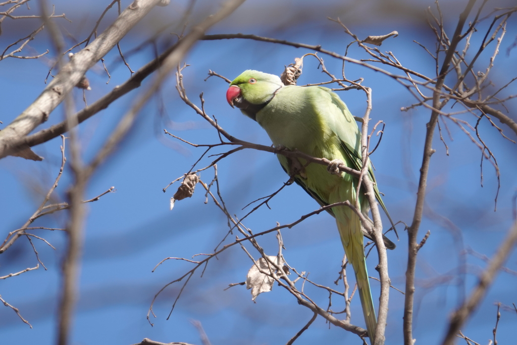 ワカケホンセイインコ