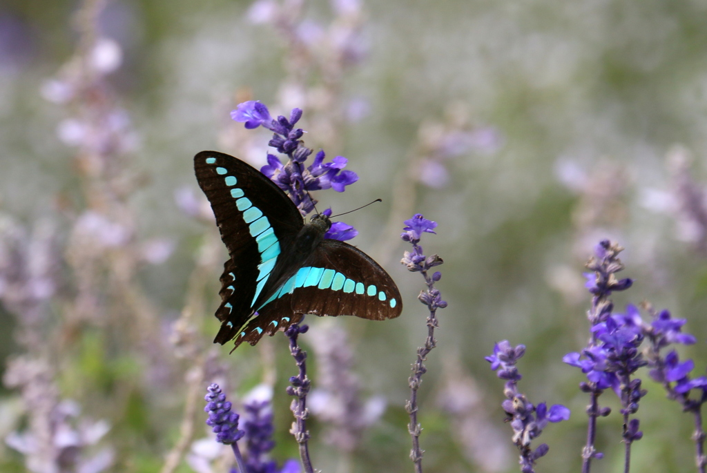 ｱｵｽｼﾞｱｹﾞﾊ