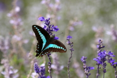 ｱｵｽｼﾞｱｹﾞﾊ