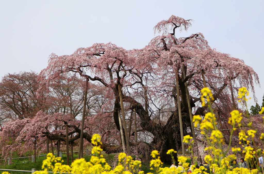 三春の滝桜