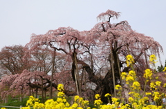 三春の滝桜