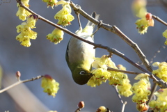 トサミズキにメジロ