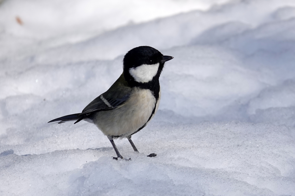 雪のシジュウカラ