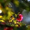 山茶花