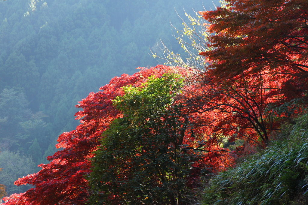 大山寺より