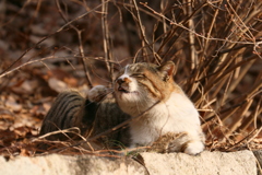 い気持ち！（Ⅱ）