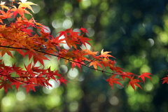 IMG_6880 IMG_6880