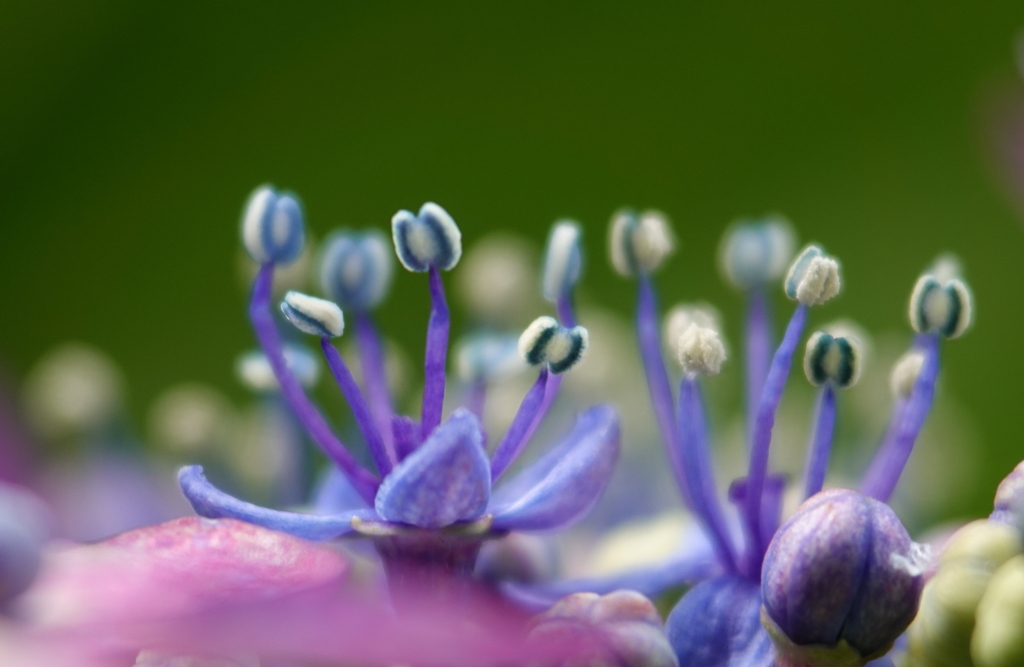 紫陽花のシベ