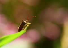 朝の虫クン