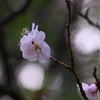 IMG_5402