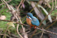 カワセミ