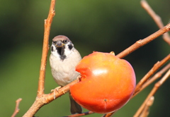 スズメと柿