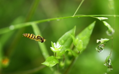 花目指し飛翔ハナアブ
