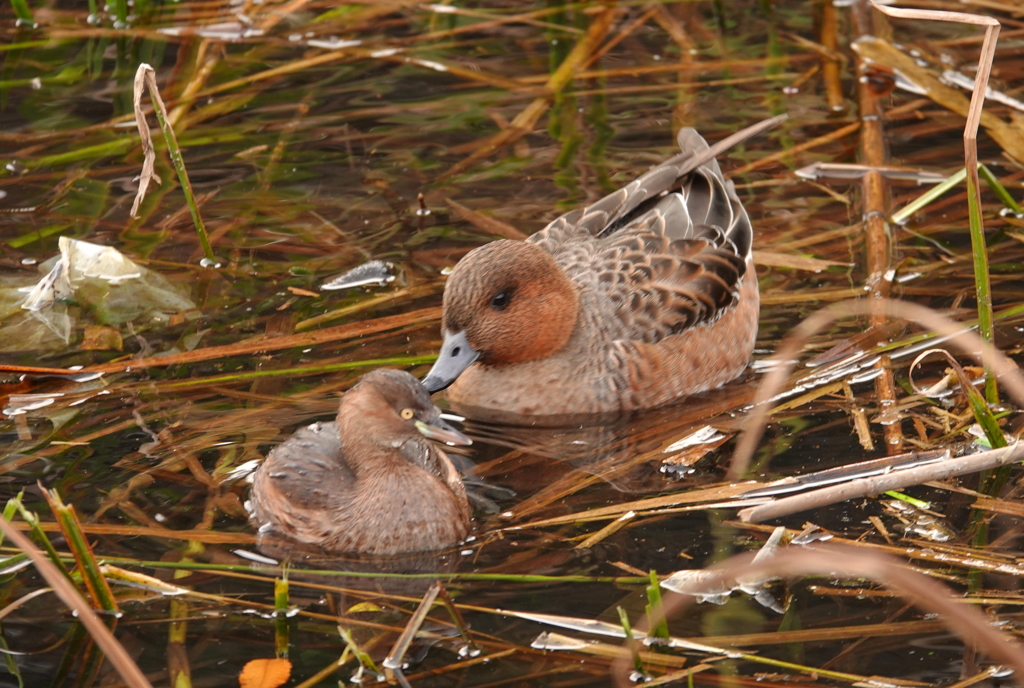 カイツブリとヒドリガモ牝