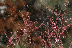未だ蕾の紅梅に降る