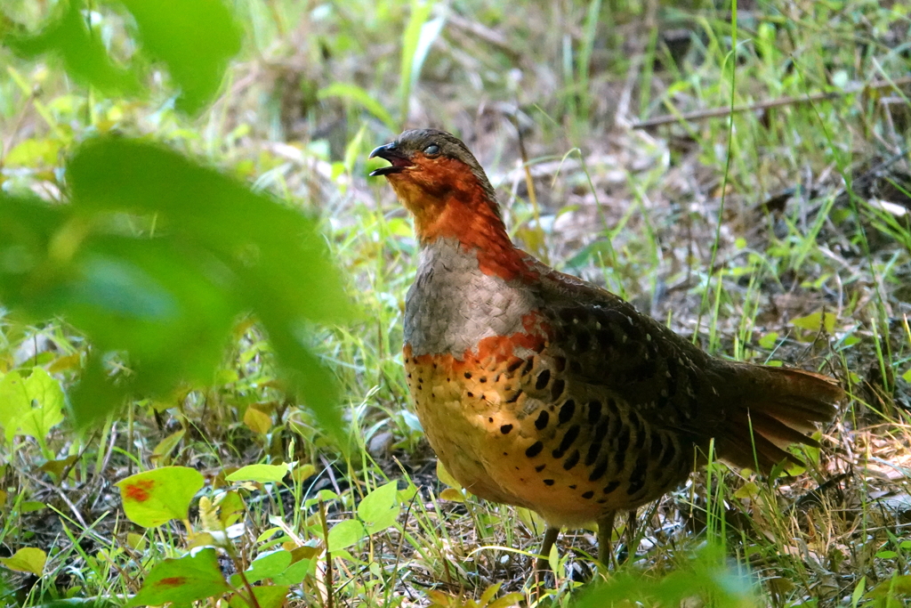 動画でコジュケイの鳴き声