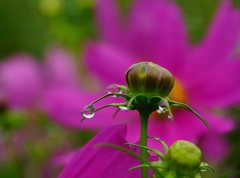 未だ蕾