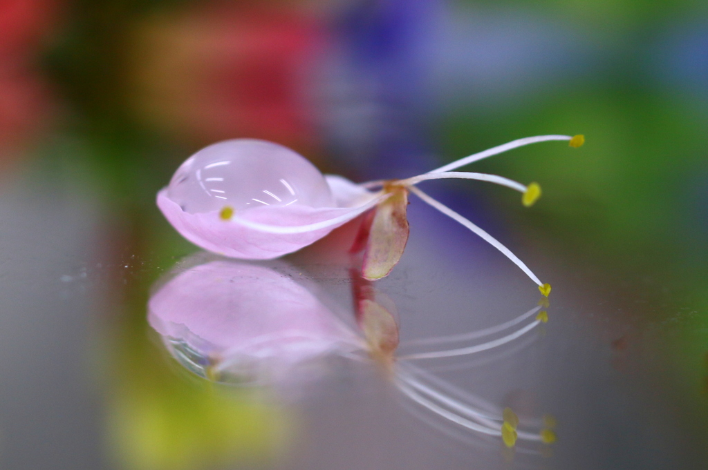 花弁のスプーン