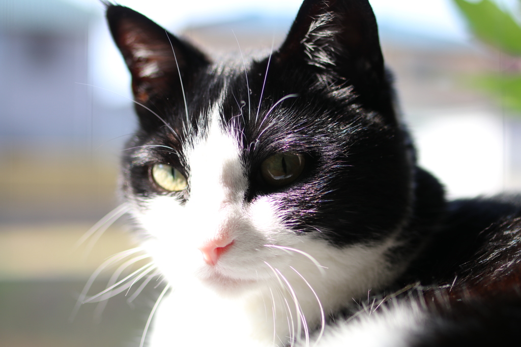 「風子」6才になりました。