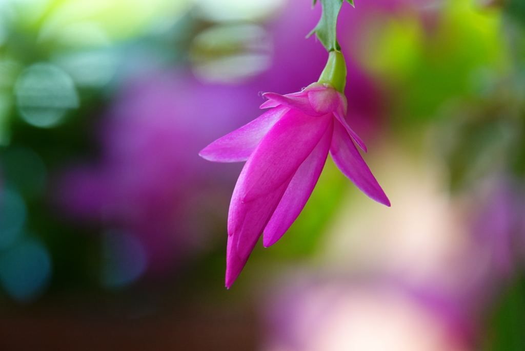 デンマークカクタス蕾