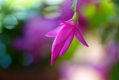 デンマークカクタス蕾