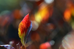 ドウダンツツジ