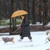 雪中散歩