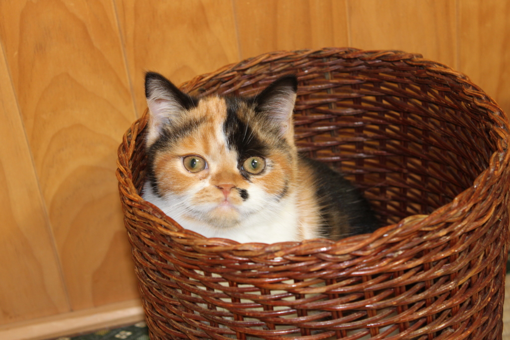 三年前の「花」