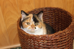 三年前の「花」