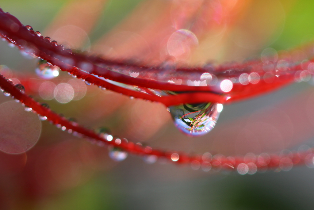 雨上がり朝の彼岸花