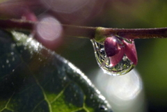 水引に雫