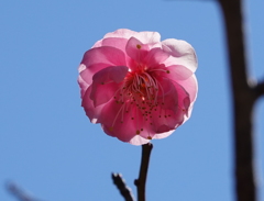 紅梅