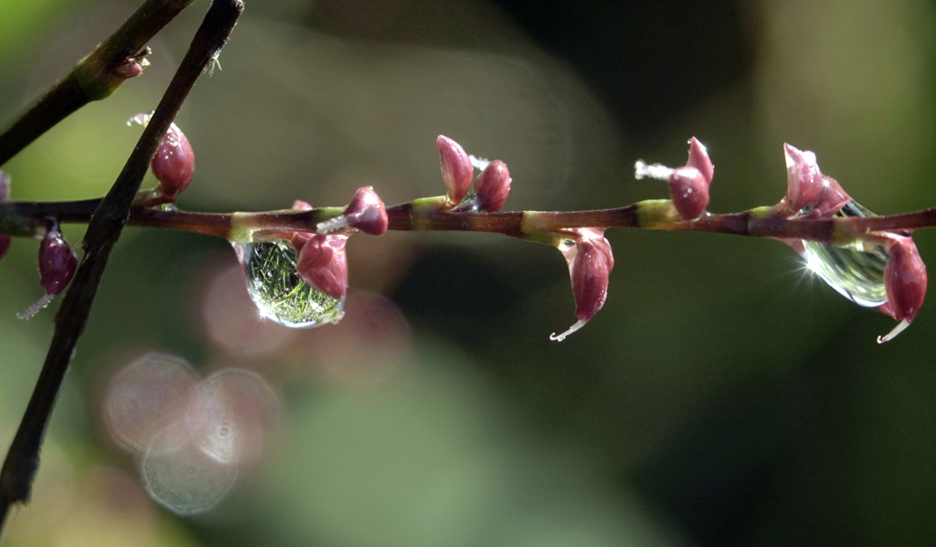 水引に雫