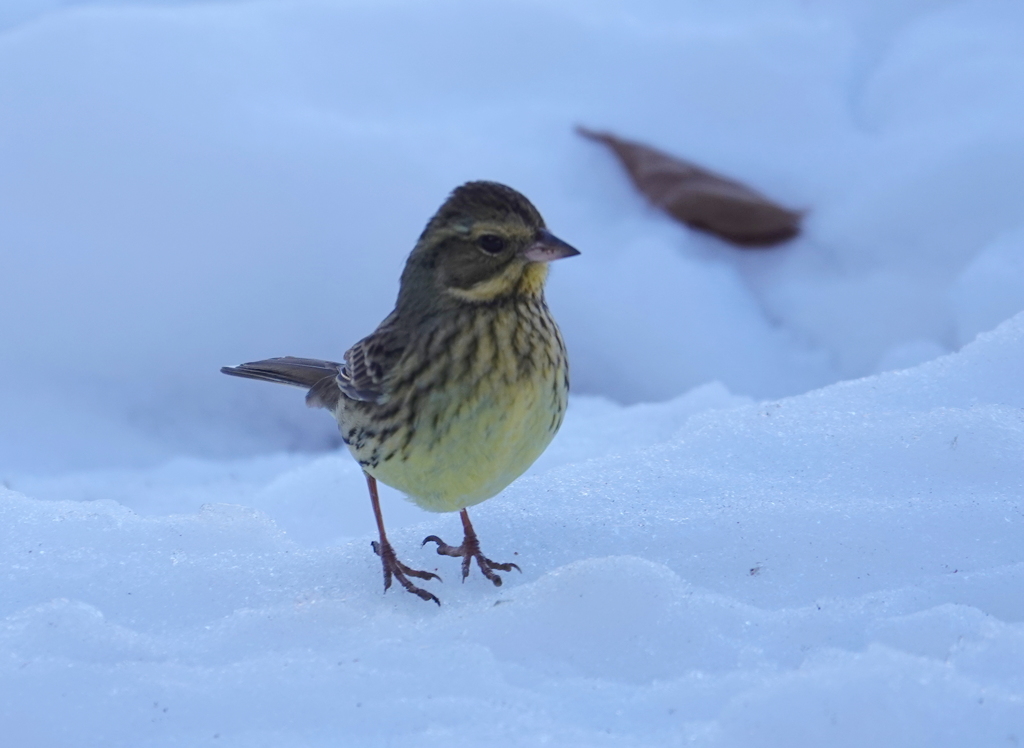 雪のアオジ