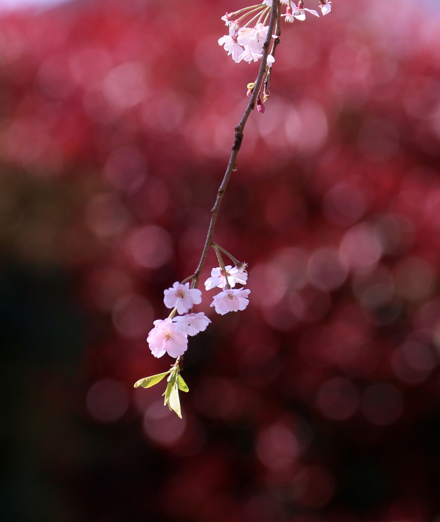 紅玉