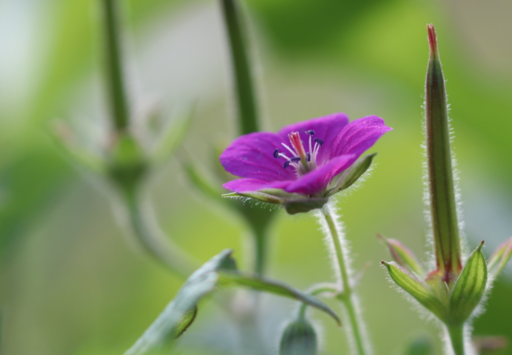 ゲンノショウコ