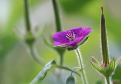 ゲンノショウコ