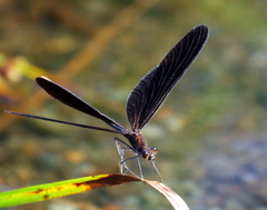 ハグロトンボ♀