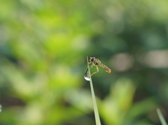 虫と雫シリーズ